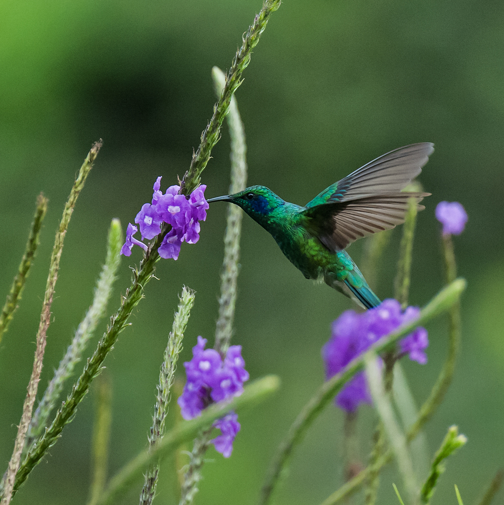 Costa Rica Lesser Violet Ear Hummingbird Feeding 2